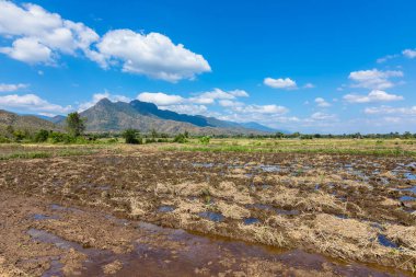 manzara öğle vakti ve güzel mavi gökyüzü hasattan sonra pirinç tarlasının üzerinde bulutla.