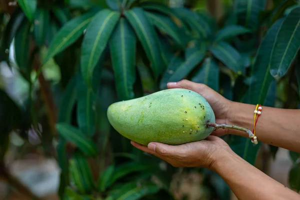 Hände Halten Mango Und Hintergrund Mangobaum — Stockfoto