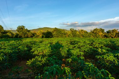 Tapyoka çiftliği, patates çiftliği, tapyoka tarlası büyümesi ve dağ geçmişi. çiftlik ve tarım sebze konsepti.