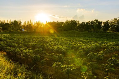 Tapyoka çiftliği, patates çiftliği, tapyoka tarlası büyümesi ve dağ geçmişi. çiftlik ve tarım sebze konsepti.