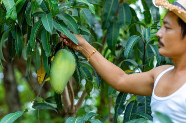 Mango ağacından mango toplayan çiftçi.