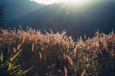 Güzel bir çiçek tarlası ve güneş ışığı. Arkaplan ve doku kavramı.
