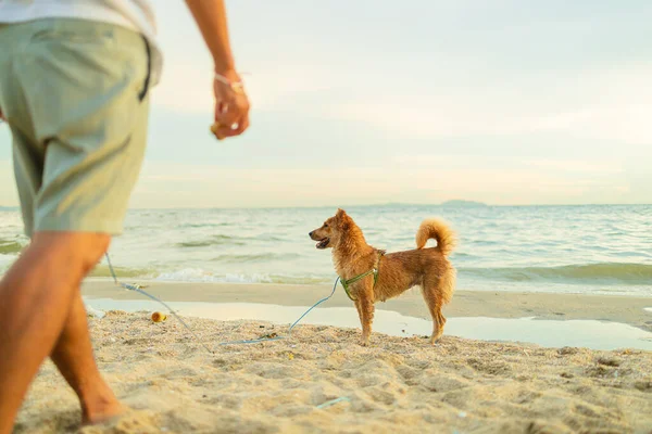 Homme Chien Sur Plage — Photo