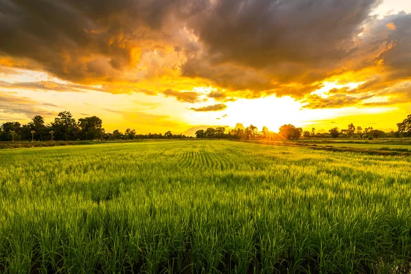 Campo Verde Tramonto Con Bel Tramonto Cielo Paesaggio Risaia Backgroung — Foto Stock