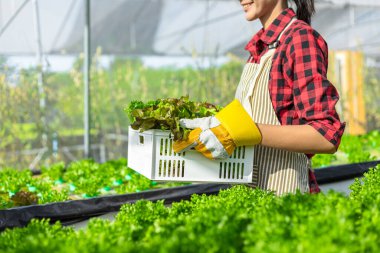 Çiftçi donanımı tarım eldivenleri sebzeleri hidrofonik çiftlikte tutar ve müşteriye teslim edilmeden önce sebzeleri titizlikle inceler.