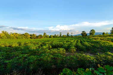 Tapyoka çiftliği, patates çiftliği, tapyoka tarlası büyümesi ve dağ geçmişi. çiftlik ve tarım sebze konsepti.