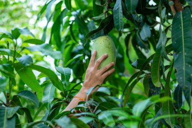Mango ağacından mango toplayan çiftçi.