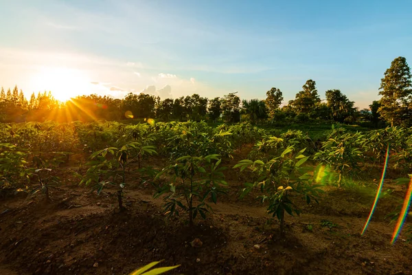 Tapioka Farm Kartoffelfarm Tapiokaplantage Wachstum Und Berghintergrund Bauernhof Und Landwirtschaftliche — Stockfoto