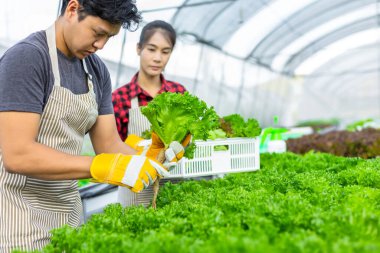 Çiftçi donanımı tarım eldivenleri sebzeleri hidrofonik çiftlikte tutar ve müşteriye teslim edilmeden önce sebzeleri titizlikle inceler.