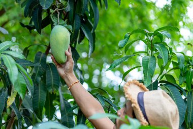 Mango ağacından mango toplayan çiftçi.