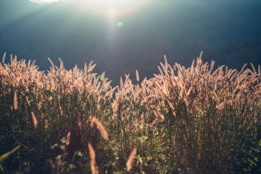 Güzel bir çiçek tarlası ve güneş ışığı. Arkaplan ve doku kavramı.