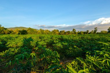 Tapyoka çiftliği, patates çiftliği, tapyoka tarlası büyümesi ve dağ geçmişi. çiftlik ve tarım sebze konsepti.
