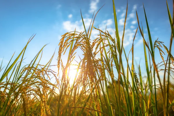 Agricultura Campo Arroz Dourado Sob Céu Azul Contryside Conceito Agricultura — Fotografia de Stock