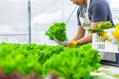 Çiftçi donanımı tarım eldivenleri sebzeleri hidrofonik çiftlikte tutar ve müşteriye teslim edilmeden önce sebzeleri titizlikle inceler.