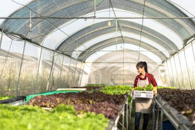 Çiftçi donanımı tarım eldivenleri sebzeleri hidrofonik çiftlikte tutar ve müşteriye teslim edilmeden önce sebzeleri titizlikle inceler.