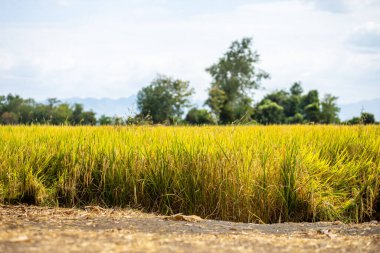 Kırsal kesimde mavi gökyüzünün altında tarım altın pirinç tarlası. tarım, büyüme ve tarım kavramı.