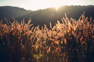 Güzel bir çiçek tarlası ve güneş ışığı. Arkaplan ve doku kavramı.