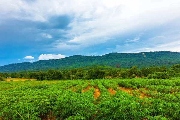 Tapioka Farm Kartoffelfarm Tapiokaplantage Wachstum Und Berghintergrund Bauernhof Und Landwirtschaftliche — Stockfoto