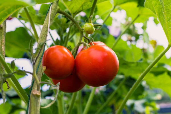Hermosos Tomates Rojos Maduros Herederos Cultivados Invernadero —  Fotos de Stock