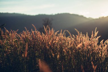 Güzel bir çiçek tarlası ve güneş ışığı. Arkaplan ve doku kavramı.