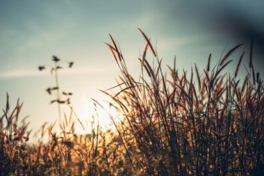 Güzel bir çiçek tarlası ve güneş ışığı. Arkaplan ve doku kavramı.