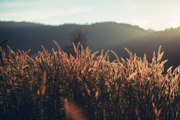 Güzel bir çiçek tarlası ve güneş ışığı. Arkaplan ve doku kavramı.