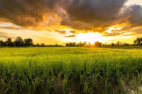 Campo Verde Pôr Sol Com Belo Pôr Sol Céu Paisagem — Fotografia de Stock