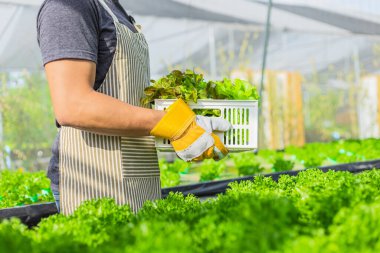 Çiftçi donanımı tarım eldivenleri sebzeleri hidrofonik çiftlikte tutar ve müşteriye teslim edilmeden önce sebzeleri titizlikle inceler.