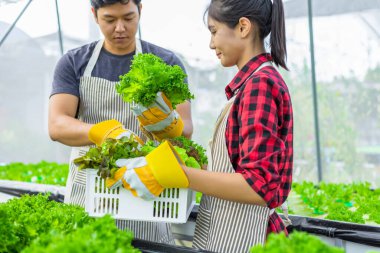 Çiftçi donanımı tarım eldivenleri sebzeleri hidrofonik çiftlikte tutar ve müşteriye teslim edilmeden önce sebzeleri titizlikle inceler.