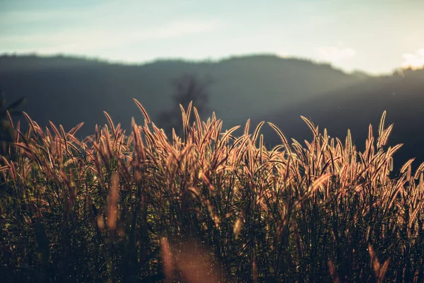 Güzel bir çiçek tarlası ve güneş ışığı. Arkaplan ve doku kavramı.
