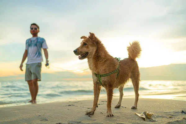 Homem Cão Praia — Fotografia de Stock
