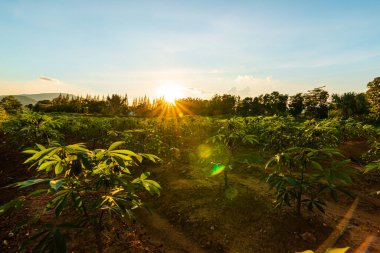 Tapyoka çiftliği, patates çiftliği, tapyoka tarlası büyümesi ve dağ geçmişi. çiftlik ve tarım sebze konsepti.