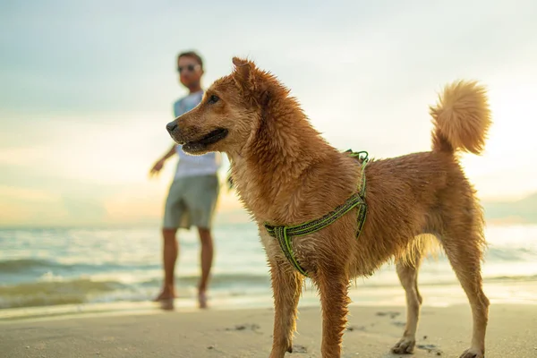 Homme Chien Sur Plage — Photo