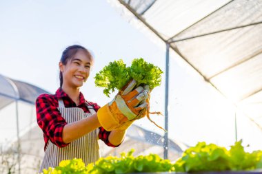 Çiftçi donanımı tarım eldivenleri sebzeleri hidrofonik çiftlikte tutar ve müşteriye teslim edilmeden önce sebzeleri titizlikle inceler.