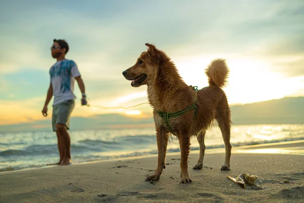 Homem Cão Praia — Fotografia de Stock
