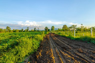 Tapyoka çiftliği, patates çiftliği, tapyoka tarlası büyümesi ve dağ geçmişi. çiftlik ve tarım sebze konsepti.