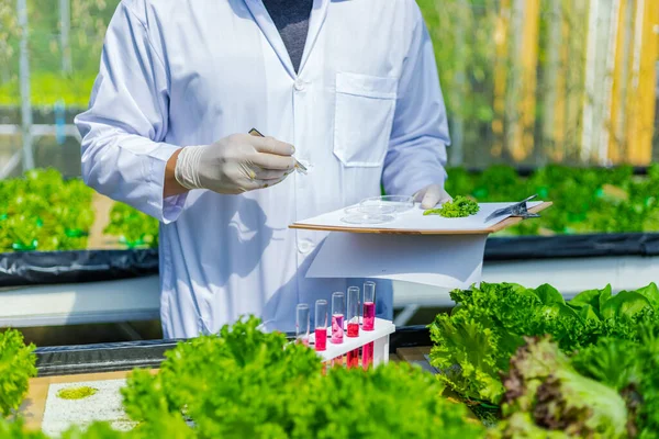 Scientists test the solution, Chemical inspection, Check freshness  at organic, hydroponic farm.