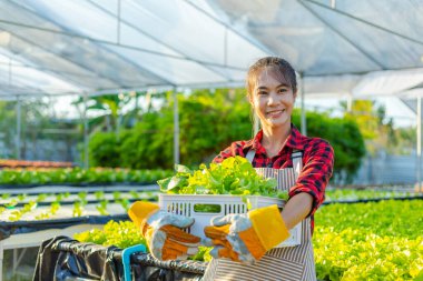 Çiftçi donanımı tarım eldivenleri sebzeleri hidrofonik çiftlikte tutar ve müşteriye teslim edilmeden önce sebzeleri titizlikle inceler.