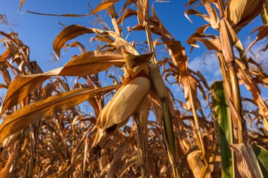Kuru mısır tarlası hasat bekliyor.