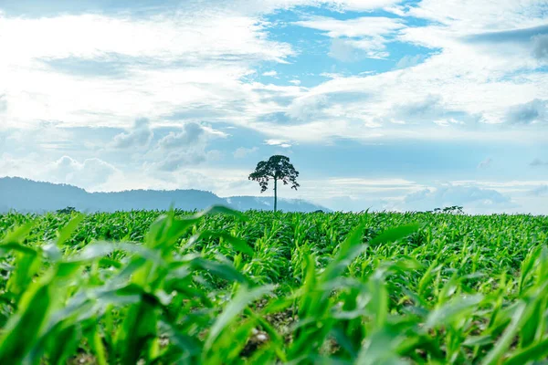Junge Grüne Maispflanzen Auf Ackerland Mais Und Landwirtschaftliches Konzept — Stockfoto