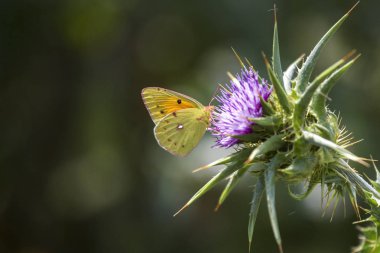 Kelebek closeup makro, closeup bitki