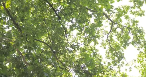 Gran Árbol Verde Hombre Gafas Sol Beber Café Mesa Cristal — Vídeo de stock