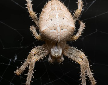 Beyaz örümcek tehlikeli makro