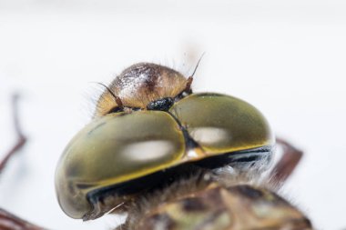 Ejderha sineğinin gözleriyle ilgili inanılmaz detaylar