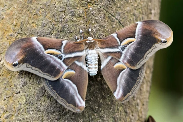 Grand papillon nocturne avec de belles couleurs — Photo