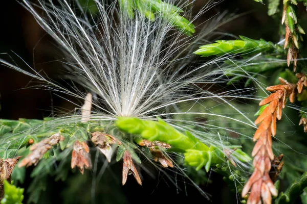Makro mniszek lekarski kwiat zielony — Zdjęcie stockowe