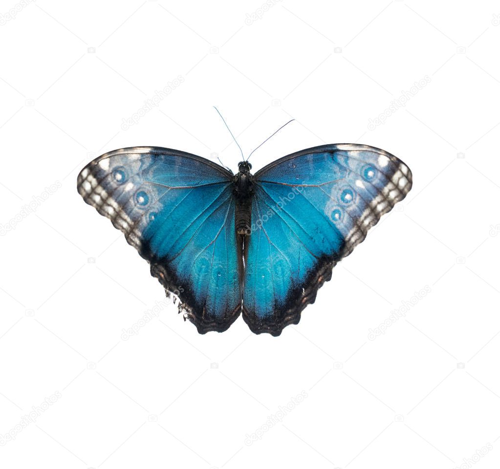 Blue and black and white butterfly
