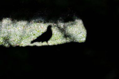 Arka planda yanan bir güvercinin sanatsal fotoğrafı.