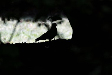 Arka planda yanan bir güvercinin sanatsal fotoğrafı.