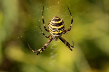 Örümcek ağı üzerinde tünemiş kaplan örümceği